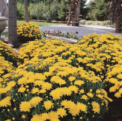 Chrysanthemum Yellow Mum Plant 115 Inch Decorative Pot Plants