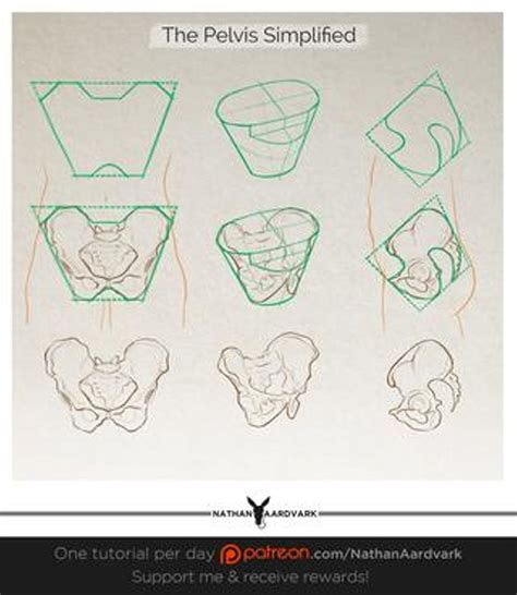 Tutorial 150 The Pelvis Simplified Anatomy Drawing Human Anatomy