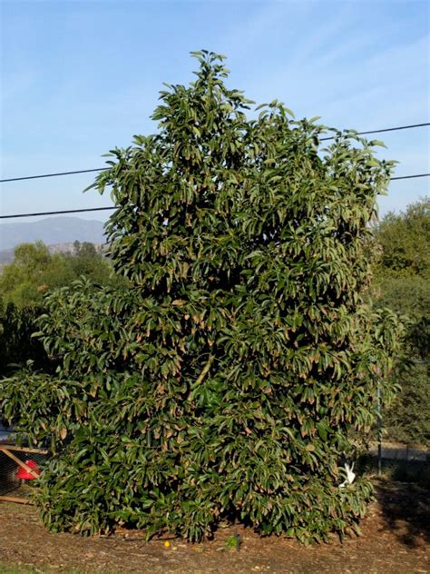Can You Grow An Avocado Tree In A Small Yard Greg Alders Yard Posts
