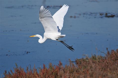 Great Egret Nature Collective