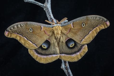 Polyphemus Moth Antheraea Polyphemus Photograph By Jim And Lynne Weber