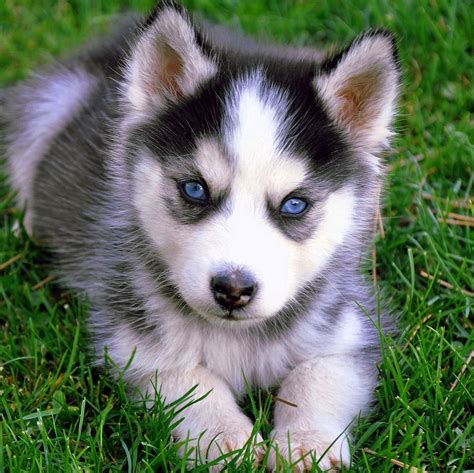 Baby Wolf Puppy Wallpapers Wolf Background Images