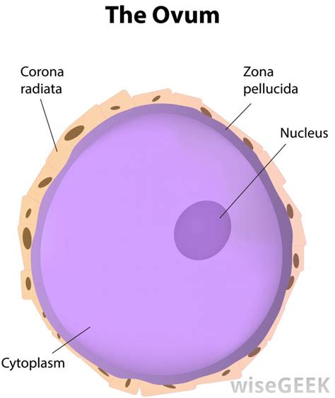 Destruction this is when division of the nucleus occurs. What is an Ovum? (with pictures)