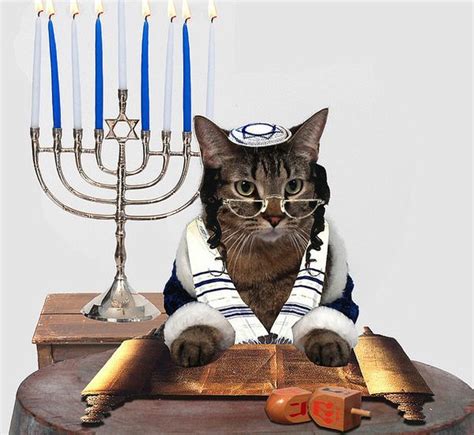 Jewish Cats Silly Cats Cats Cute Cats