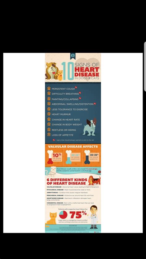 Grade one heart murmurs are nothing to get all frazzled about. Heart Murmur In Cats Grade 2 - Pets Ideas