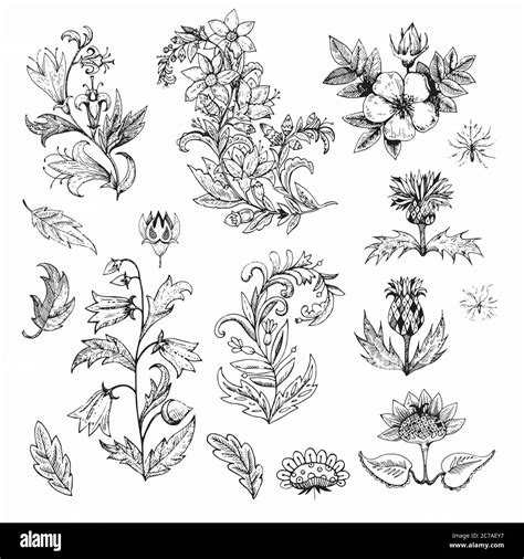 Big Set Of Ink Hand Drawn Flowers And Vintage Plants Vector