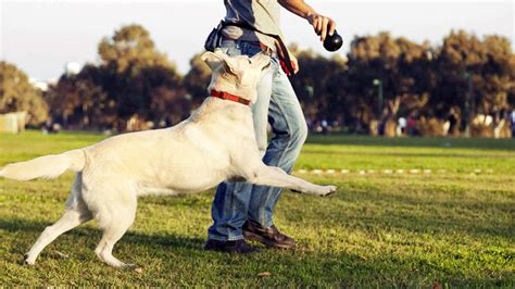 How To Become A Service Dog Trainer Ameridisability