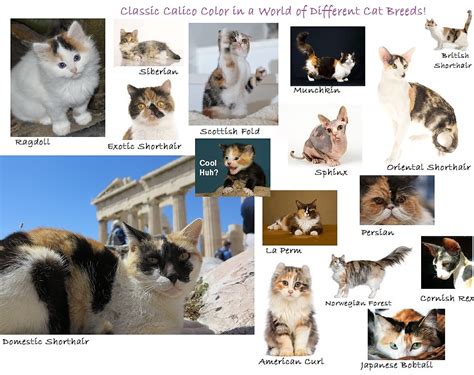 The Calico Cat Cat Breeds Encyclopedia