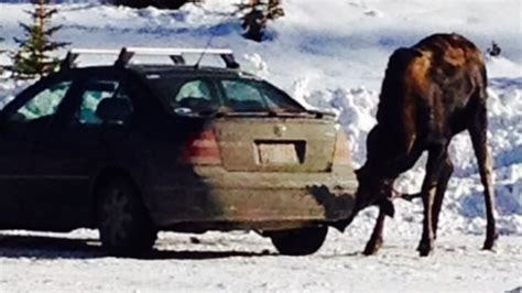 Car Licking Moose Prompts Warning In Southern Alberta Cbc News