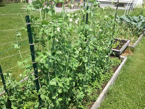 How To Grow Peas In A Garden Financial Forager
