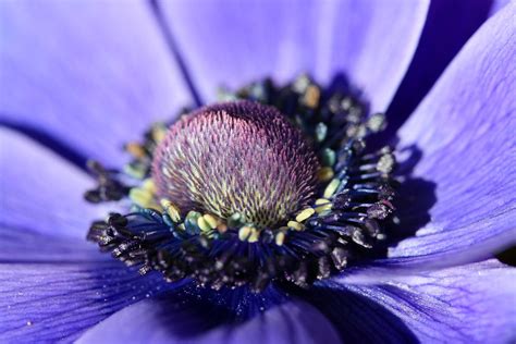 Blue Purplish For Some P Laetitia Lefebvre Flickr