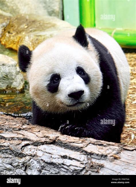 Panda Young Hi Res Stock Photography And Images Alamy