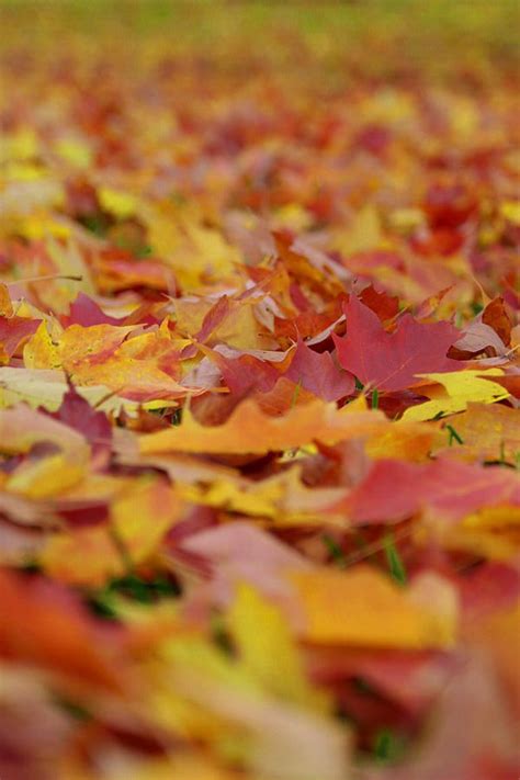 Fall Splendor By Rebecca Corbitt Fall Leaves Pictures Beautiful