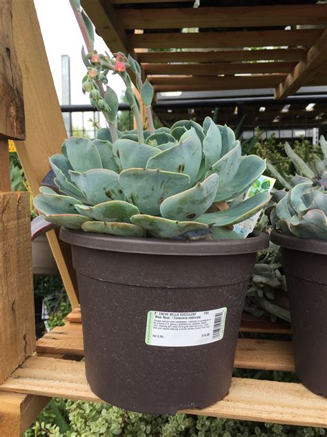 Cacti require a porous, sandy or pebbly potting soil that provides plenty of aeration and excellent drainage. Blue rose | Rose, Garden, Plants