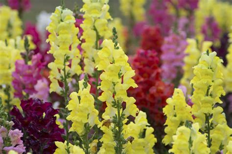 Mit den richtigen sommerblumen können sie die warme jahreszeit voll auskosten! Löwenmäulchen pflanzen und pflegen: So geht's ...