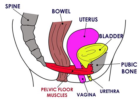 Protrusion in the groin area, protrusion will be prominent when the person is urinating, passing bowels, or while lifting heavy objects. The Athlete's Pelvic Floor