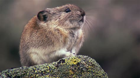 Watch A Collared Pika Prepare For Winter Mental Floss