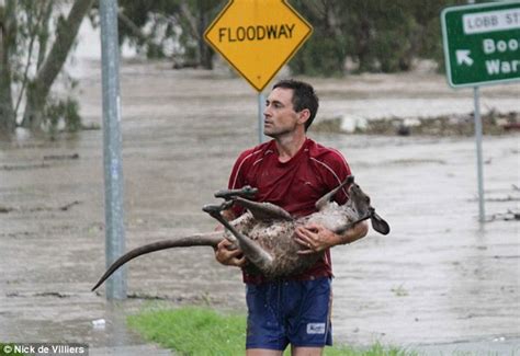 Australia floods: 40,000 homes in danger as deadly surge heads towards ...