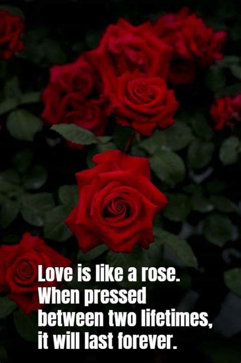 Share the different roses with your girlfriends and. 30 Happy Rose Day 2021 Quotes, Wishes & Poems