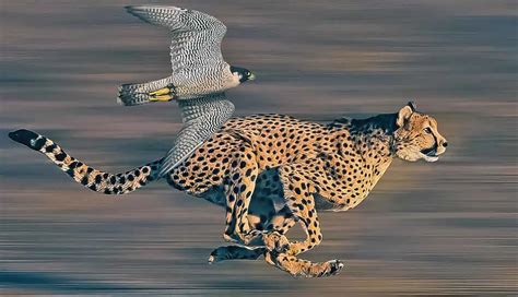 What Is The Fastest Animal On Earth