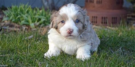 However, free dogs and puppies are a rarity as shelters usually charge a small adoption fee to cover their expenses. Aussiedoodle Puppy for Sale - Adoption, Rescue for Sale in ...