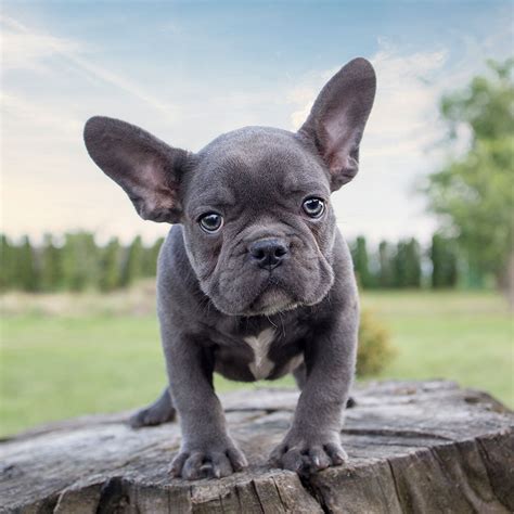Meet marv, hes a gorgeous little french bulldog, with a sweet little dark grey and white face. The magnificent appeal of rare Blue French Bulldogs ...