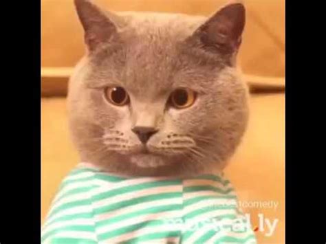 Cat typing gif 10 » gif images download. CAT TYPING REALLY FAST!!😂 - YouTube