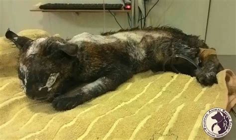 Horrifying Pictures Of Phoenix The Cat Burned Alive And Dumped With