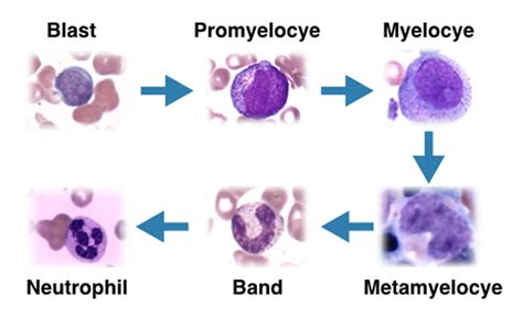 Myeloid Cells 2020 Lab