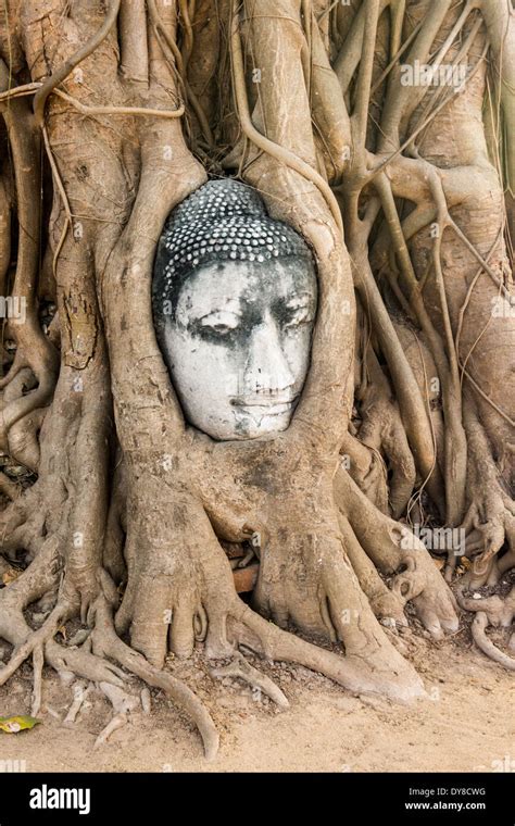 Wat Mahathat Buddha Head In Tree Ayutthaya Stock Photo Alamy