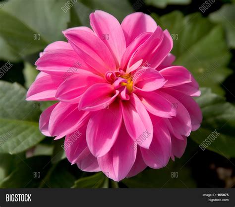 Flower Image And Photo Free Trial Bigstock