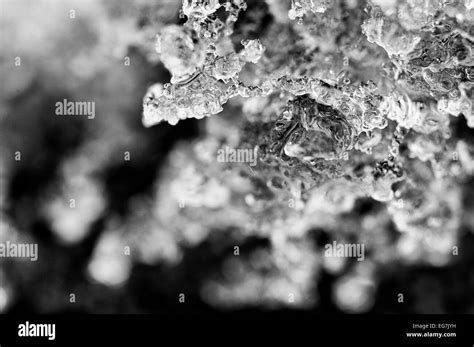 Black And White Macro Closeup Of Ice Crystals Stock Photo Alamy
