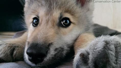 5 / 5 232 мнений. Wolf Pup Hiccups! - YouTube