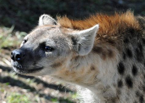 Spotted Hyena Crocuta Crocuta Spotted Hyenas Are Powerfu Flickr