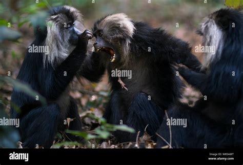 Lion Tailed Macaques Macaca Silenus Grooming Anamalai Tiger Reserve
