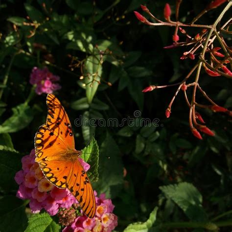 Gulf Fritillary Butterfly Orange Stock Image Image Of Fritillary
