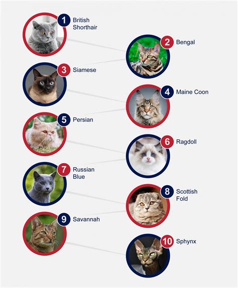 Popular Breeds Of Cats Petlifeuk™