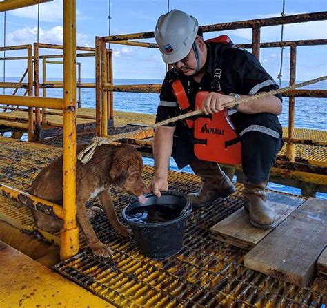 His Eyes Were So Sad Oil Rig Crew Rescues A Dog Swimming 135 Miles