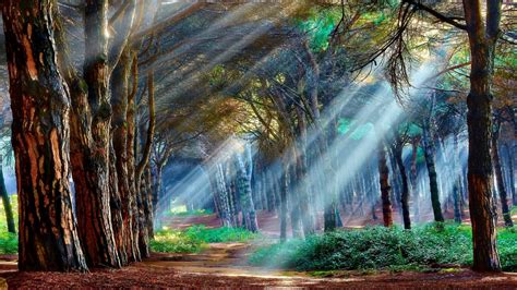 Mystical Forest Cartoon