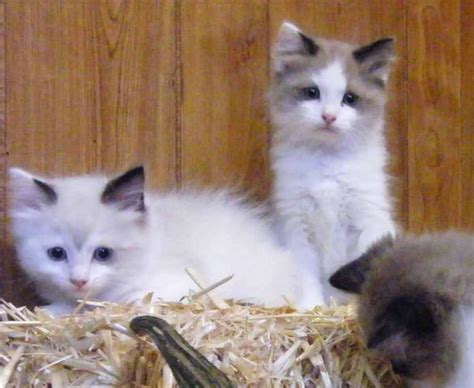 Purebred Registered Ragdoll Kittens For Sale In Elwood