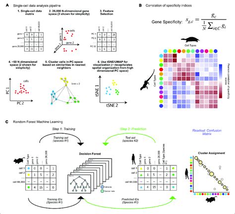 Matching Cell Clusters In Single Cell Rna Seq Across Species A