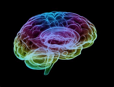 5 Fakta Tentang Otak Manusia Yang Harus Anda Tahu