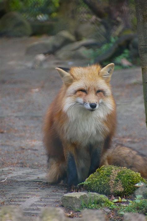 Red Fox By T T On 500px Fox Fox Pictures Cute Wild Animals