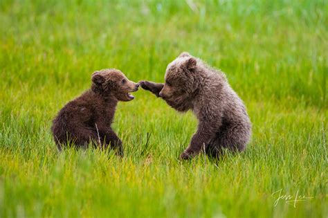 Grizzly Cubs Playing Your It Alaska Photos By Jess Lee