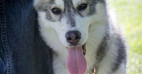 Brown Eyed Huskies Are Underrated Imgur