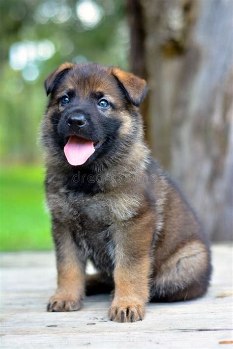 221 German Shepherd Puppy Sable Stock Photos Free And Royalty Free
