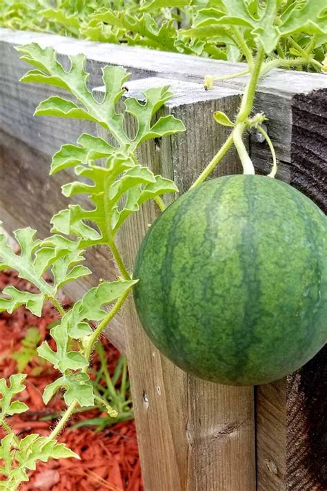 How To Plant And Grow Watermelons Gardeners Path