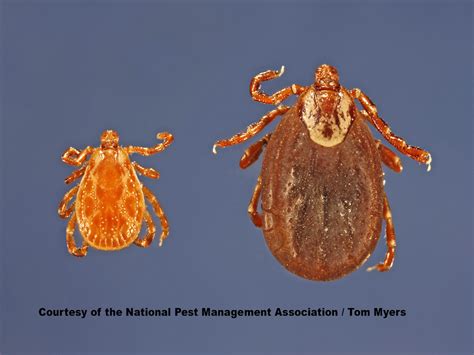 What Does A Tick Look Like Tick Guide And Identification