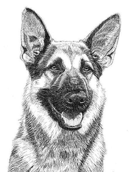 How To Draw A German Shepherd Dog Face Lum Waller