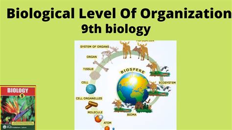 Biological Level Of Organizationlevel Of Organizationatom To